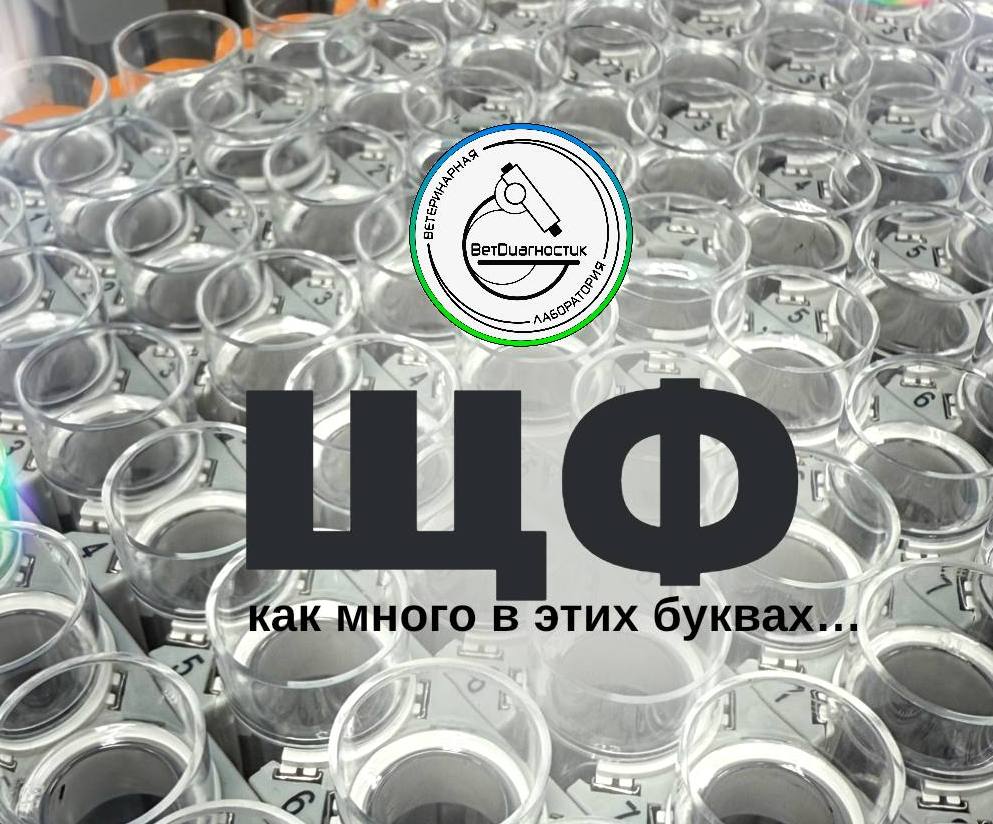 ЩФ: что действительно важно понимать